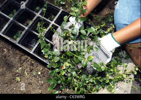 Students, family, friends and volunteers participate in a work day at a school in New York Stock Photo