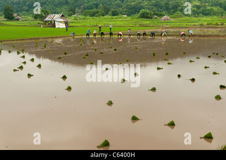 planting rice during the rainy season in northern Thailand Stock Photo