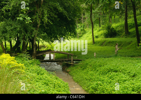 lush greenery at the Tha Pai Hot Springs Park in Pai, Thailand Stock Photo