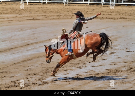 Saddle bronc riding event at the Calgary Stampede, Canada. A cowboy competes in the rough stock event. Stock Photo
