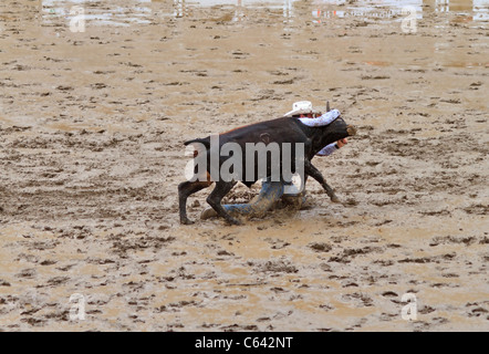 Steer wrestling on a wet and muddy afternoon at the Calgary Stampede, Alberta, Canada. Stock Photo