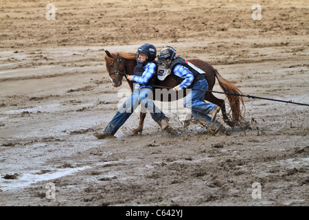 Wild Pony Racing Rodeos Wild pony race, Calgary Stampede, Alberta, Canada. This is a rough ...