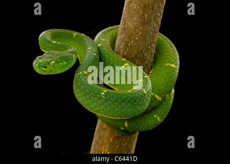 Side-striped Palm-pit viper (Bothriechis lateralis) - Costa Rica - Arboreal - Venomous - Captive Stock Photo