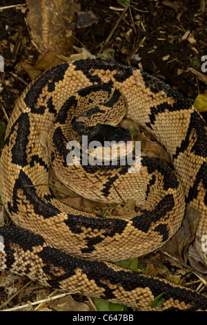 Black-headed Bushmaster - (Lachesis melanocephala) - Costa Rica - captive - Venomous Stock Photo