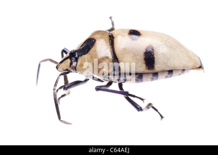 shield back stink bug isolated on white Stock Photo