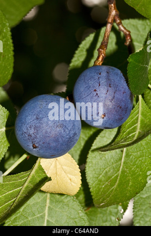 Damsons (Prunus insititia) August 2011 Stock Photo