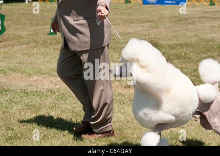 Standard Poodle in show ring. Stock Photo