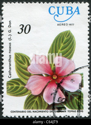 CUBA - 1977: A stamp printed in Cuba, flower shows Catharanthus roseus (Madagascar Periwinkle) Stock Photo