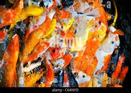 a school of colorful koi carps surfaces in a feeding frenzy Stock Photo