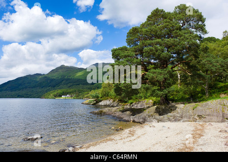 Eastern shore of Loch Lomond at Rowardennan, Scotland, UK Stock Photo