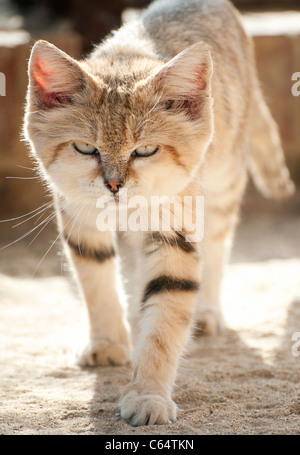 Male Arabian sand cat walking towards camera Stock Photo