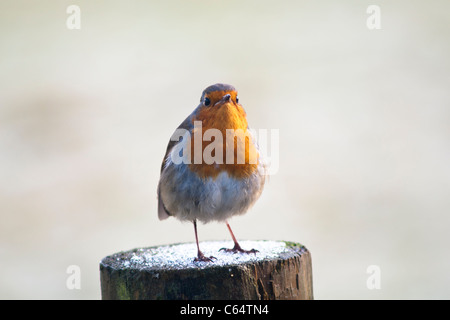 Animal, Bird, European Robin, Erithacus rubecula Stock Photo