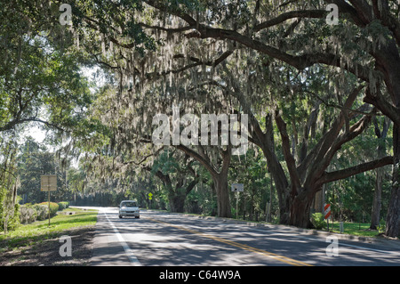 oak tree lined road by cemetery Alachua Florida Stock Photo