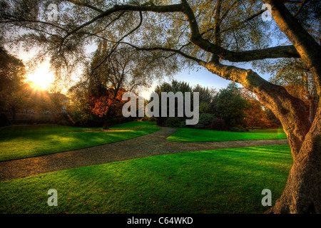 Sunset under a tree canopy in a well maintained ornamental garden. Stock Photo