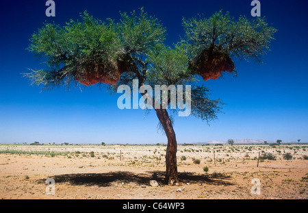 Sociable weaverbird nest in Camel Thorn tree, Acacia erioloba, Southern Namibia Stock Photo