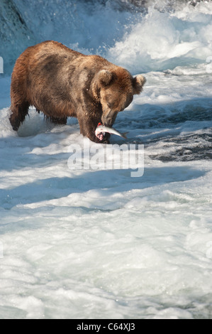 Brown Bears / Grizzly Bears Stock Photo