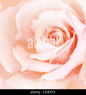 Abstract pink wet rose background, beautiful macro flower with morning dew, nature details Stock Photo