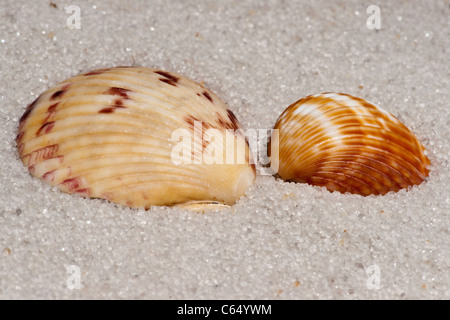 Close up example of Cockle shell on the sand Stock Photo