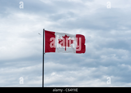 cloudscape view on Bird flying over Canadian flag Stock Photo