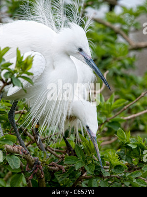 Little Egret (Egretta garzetta) in a tree in North Wales, UK Stock Photo