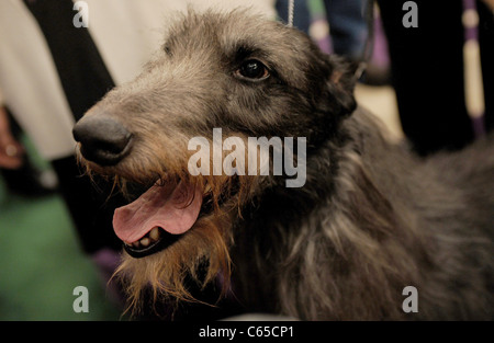 Hickory the Scottish Deerhound inside for Best in Show Winner at 135th Westminster Kennel Club Dog Show, Madison Square Garden, Stock Photo