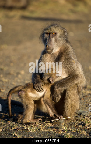 mother and baby Chacma baboon (Papio cynocephalus ursinus), Hluhluwe-Imfolozi Game Reserve, South Africa Stock Photo