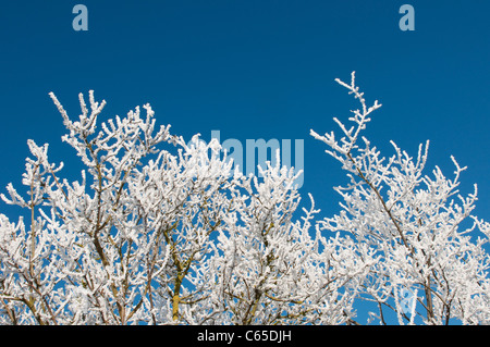 Beautiful view of white hoar frost on tree branches against a bright blue sky on a cold day. Stock Photo