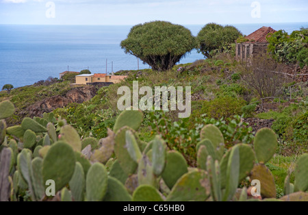 Dragon trees (Dracaena draco) at a old farmerhouse, Santo Domingo de Garafia, La Palma, Spain, Canary islands, Europe, Atlantic ocean Stock Photo