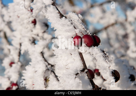Beautiful view of white hoar frost on a tree branch Stock Photo