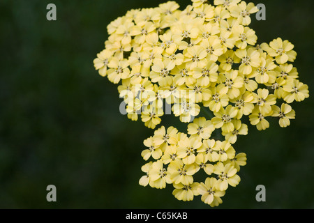 Achillea millefolium 'Credo'. Yarrow.Yellow flowering plant Stock Photo