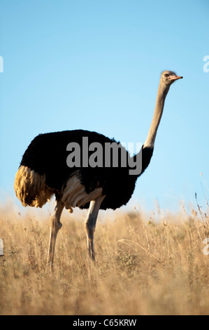 Ostrich (Struthio camelus), Ithala Game Reserve, South Africa Stock Photo