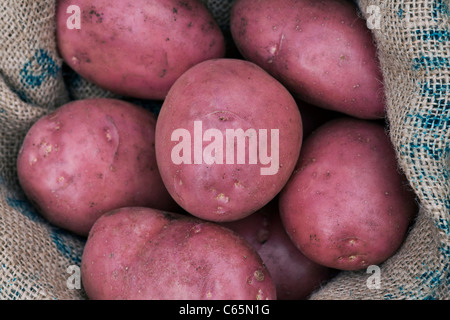 Solanum tuberosum variety Amorosa. Potato Amorosa in a hessian sack Stock Photo