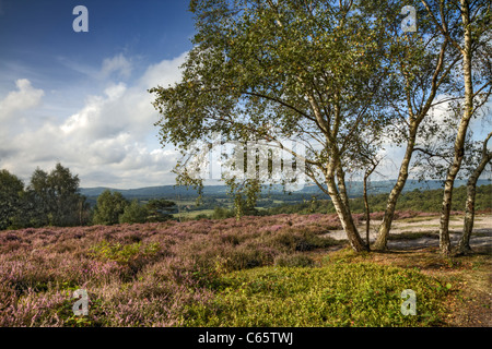 Silver Birch tree and Heather, Hesworth Common, West Sussex Stock Photo