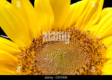 sunflower macro on black background Stock Photo