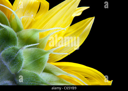 sunflower macro on black background Stock Photo