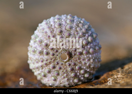 Detail of colorful shell on beach at Playa Aserradores, Chinandega, Nicaragua, Central America Stock Photo