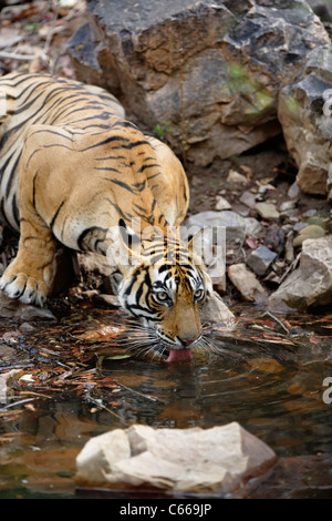Bengal Tiger quenching thirst at Ranthambhore, India. [Panthera Tigris] Stock Photo