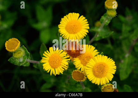 Common Fleabane Pulicaria dysenterica, Shepreth, Cambridgeshire, England, UK Stock Photo