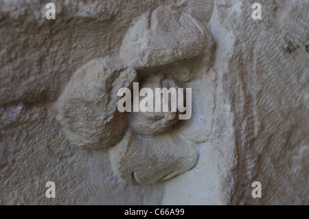 Flower of  the Fantastic Capital  . Renaissance belonging to the ANTIQUARIUM - Wall of ALCALA DE HENARES ( 13 th ).SPAIN Stock Photo