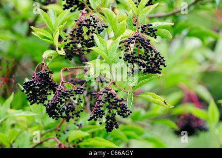 Elderberries Sambucus nigra, Fowlmere RSPB Reserve, Cambridgeshire, England, UK Stock Photo