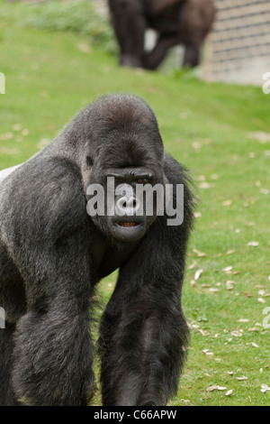 Adult Male Silverback Western Lowland Gorilla Stock Photo