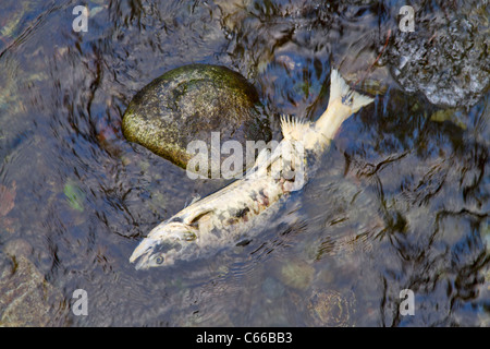 Carcass of a Chum salmon, Oncorhynchus keta, in Goldstream Park, Vancouver Island, British Columbia, Canada. Stock Photo