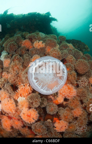 moon jellyfish or sea jelly, Aurelia auritum, swims past plumose anemones, Metridium farcimen, Prince William Sound, Alaska, USA Stock Photo