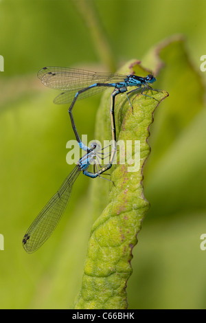 Mating pair of Variable Blue Damselfly (Coenagrion pulchellum). The dragonfly is sometimes called Variable Bluet. Stock Photo