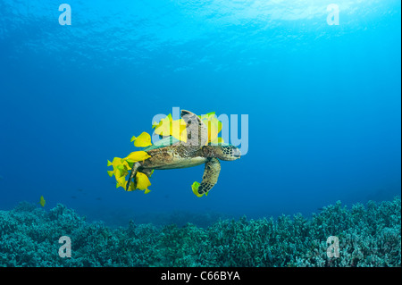 green sea turtle being cleaned of algae by yellow tang surgeonfish at cleaning station, Puako, Kona, Hawaii ( Pacific Ocean ) Stock Photo