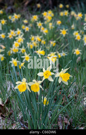 wild daffodils Narcissus pseudonarcissus ssp pseudonarcissus in flower Stock Photo