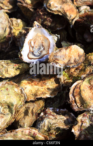 Detail of oysters on market stall in market at Place d'Eglise, Larmor-Baden, Morbihan, Brittany, France Stock Photo
