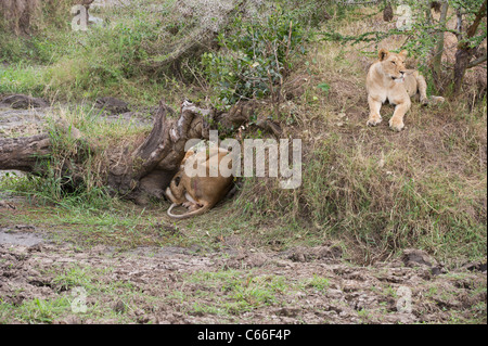 Lioness giving birth to lion cubs Stock Photo - Alamy