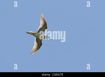 Wood Sandpiper (Tringa glareola) in flight. Stock Photo