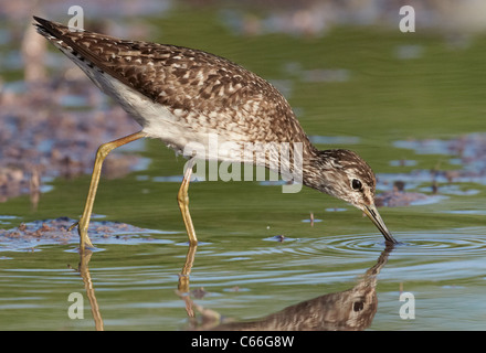 Wood Sandpiper (Tringa glareola). Adult foraging in shallow water. Stock Photo